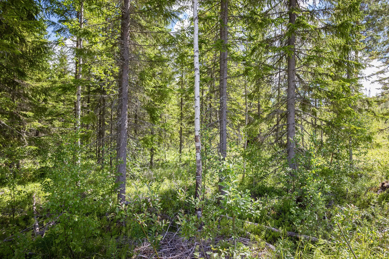 Gård/Skog, BOLLNÄS ARBRÅ KYRKBY 13:31, Arbrå, Bollnäs