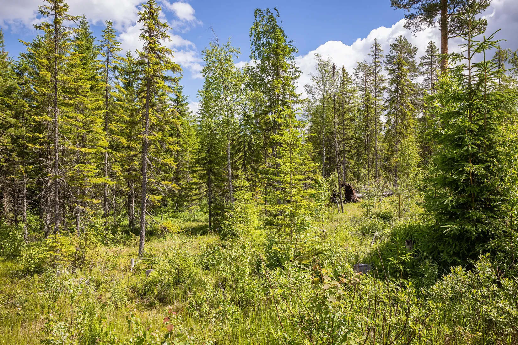 Gård/Skog, BOLLNÄS ARBRÅ KYRKBY 13:31, Arbrå, Bollnäs