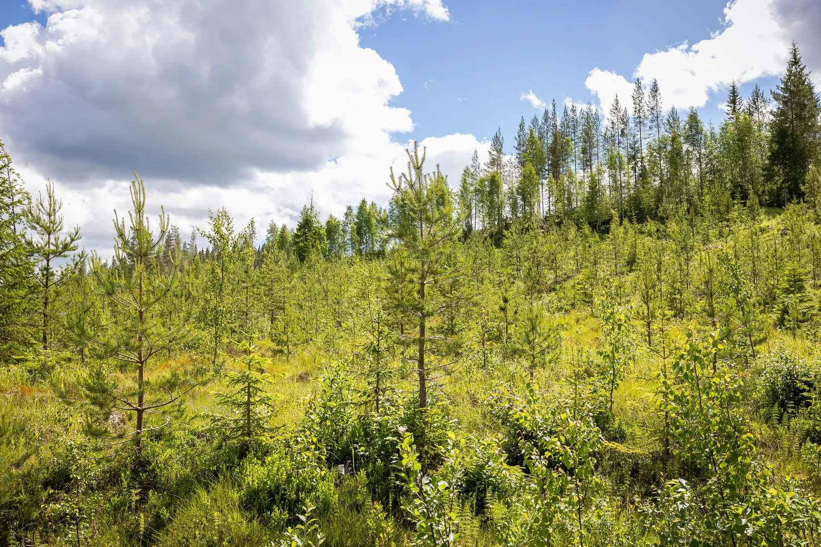 Gård/Skog, BOLLNÄS ARBRÅ KYRKBY 13:31, Arbrå, Bollnäs
