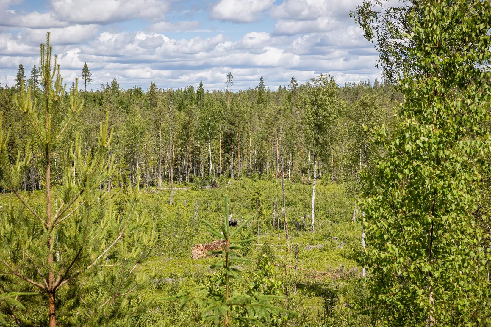 Gård/Skog, BOLLNÄS ARBRÅ KYRKBY 13:31, Arbrå, Bollnäs