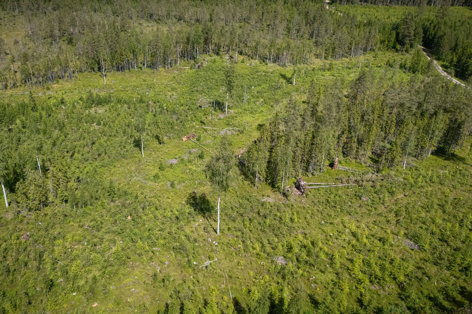 Gård/Skog, BOLLNÄS ARBRÅ KYRKBY 13:31, Arbrå, Bollnäs
