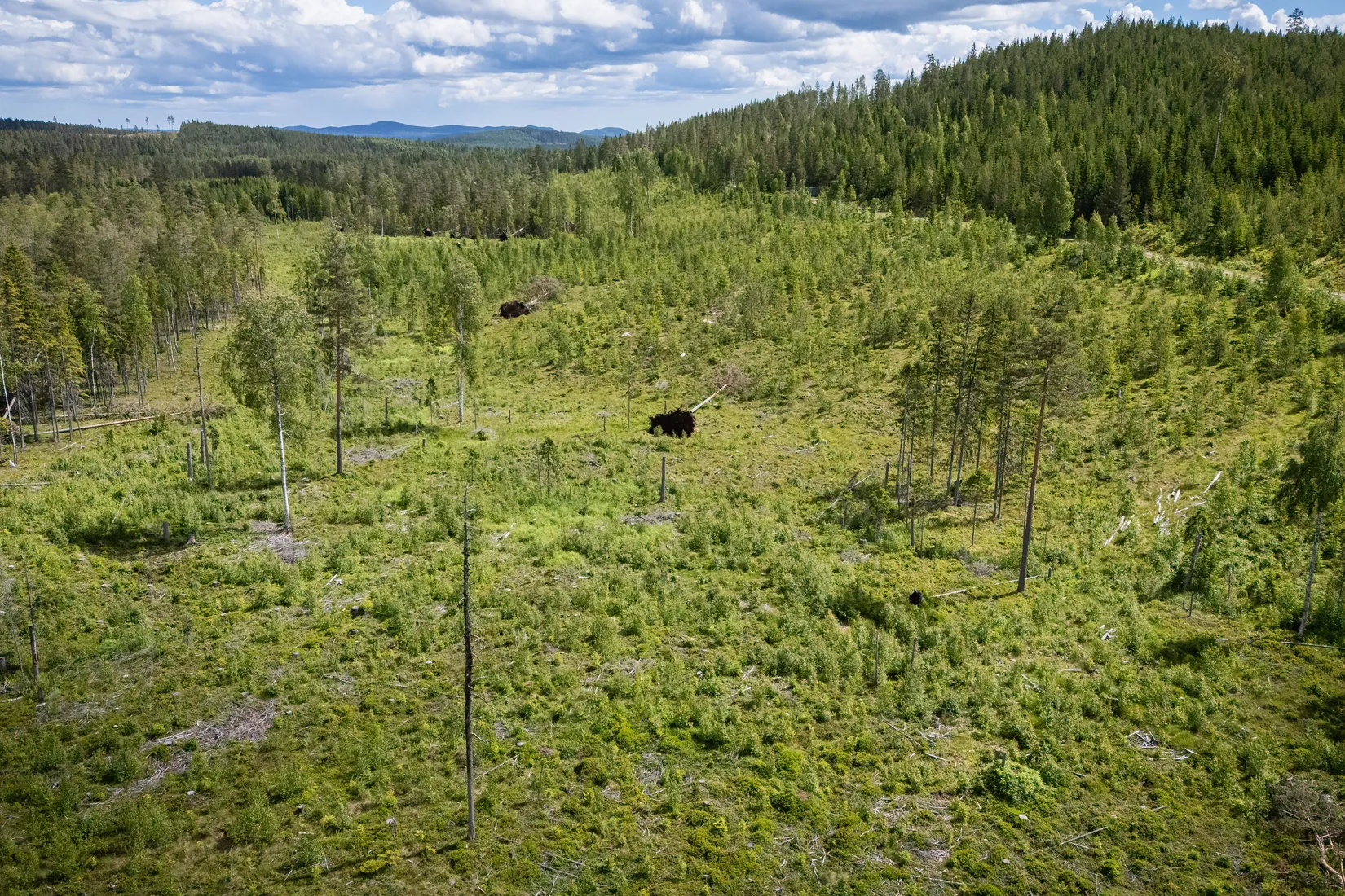 Gård/Skog, BOLLNÄS ARBRÅ KYRKBY 13:31, Arbrå, Bollnäs