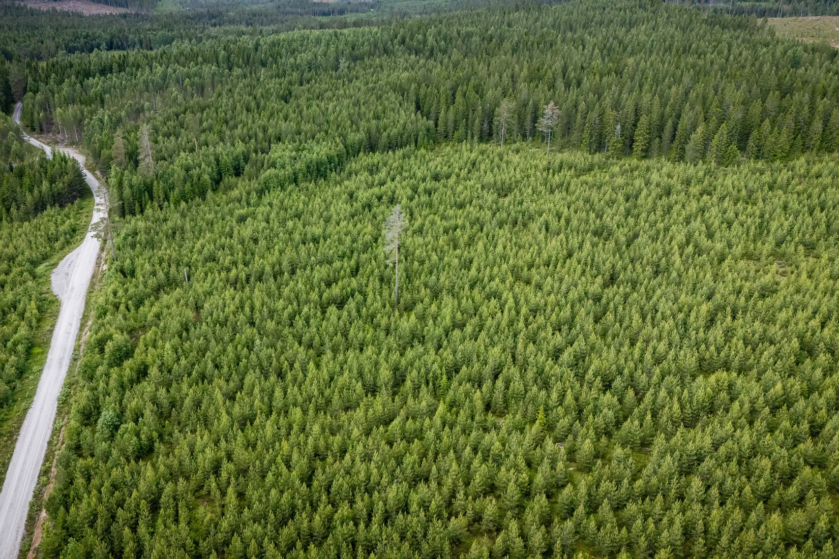 Gård/Skog, BOLLNÄS ARBRÅ KYRKBY 13:31, Arbrå, Bollnäs