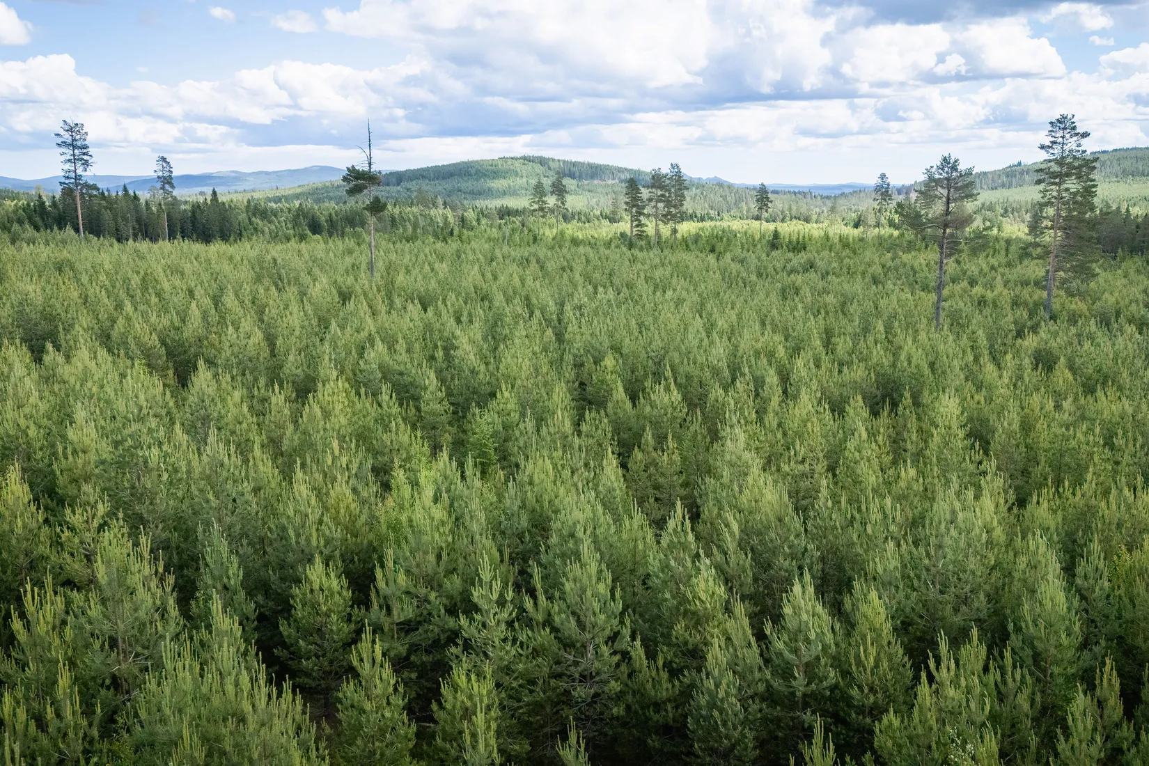 Gård/Skog, BOLLNÄS ARBRÅ KYRKBY 13:31, Arbrå, Bollnäs