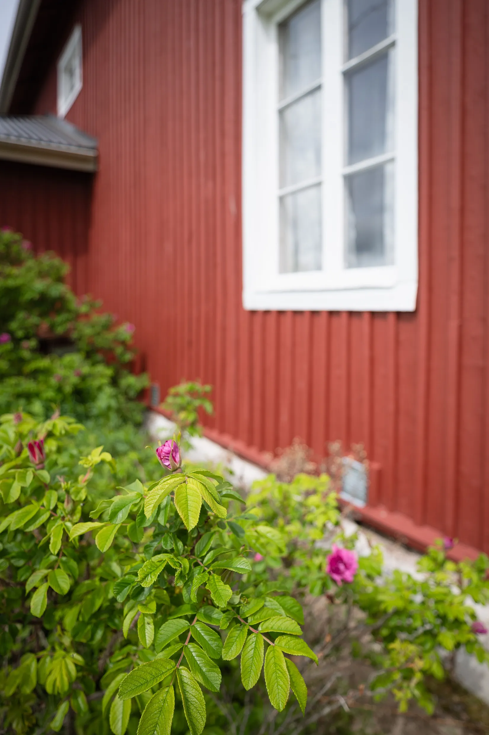 Gård/Skog, Kubbe 135, Kubbe, Örnsköldsvik