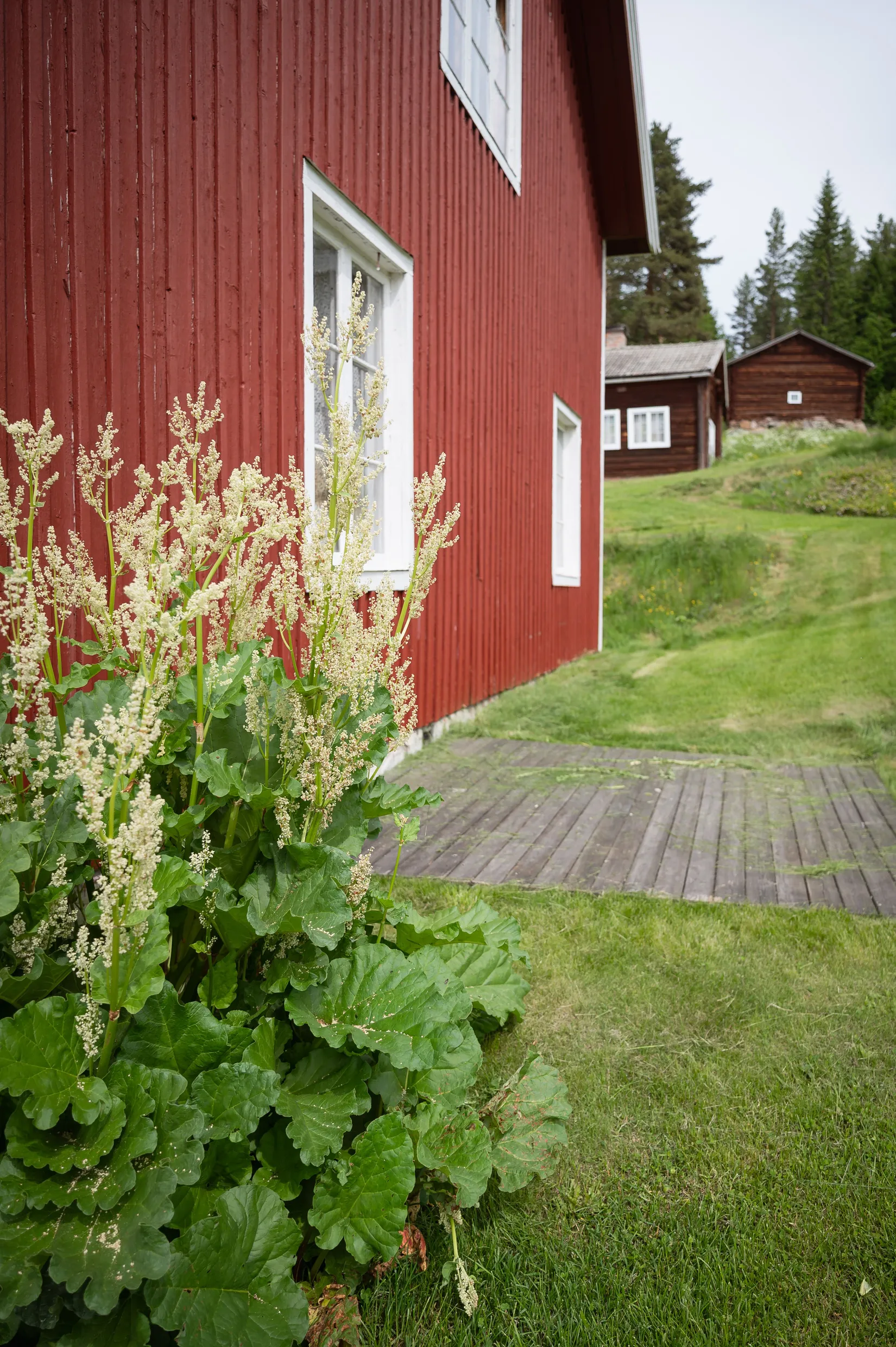 Gård/Skog, Kubbe 135, Kubbe, Örnsköldsvik
