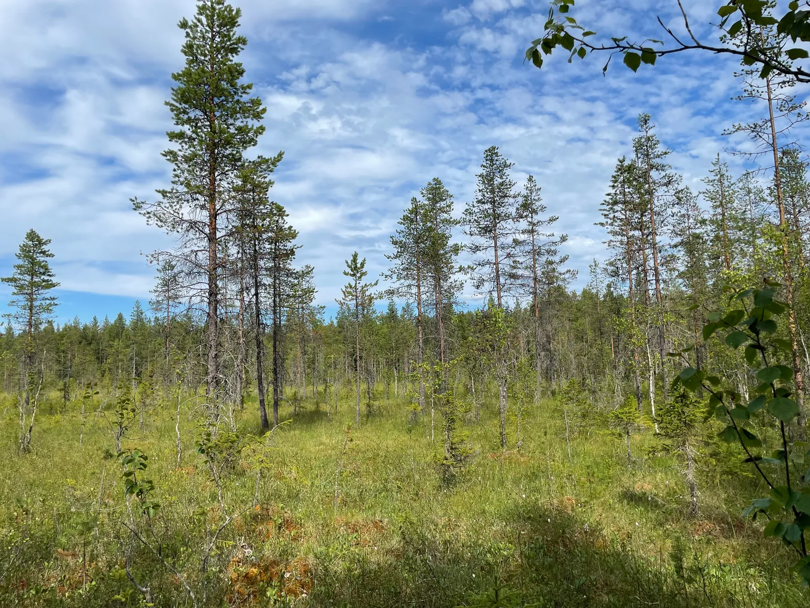 Gård/Skog, Rantajärvi 303, Övertorneå