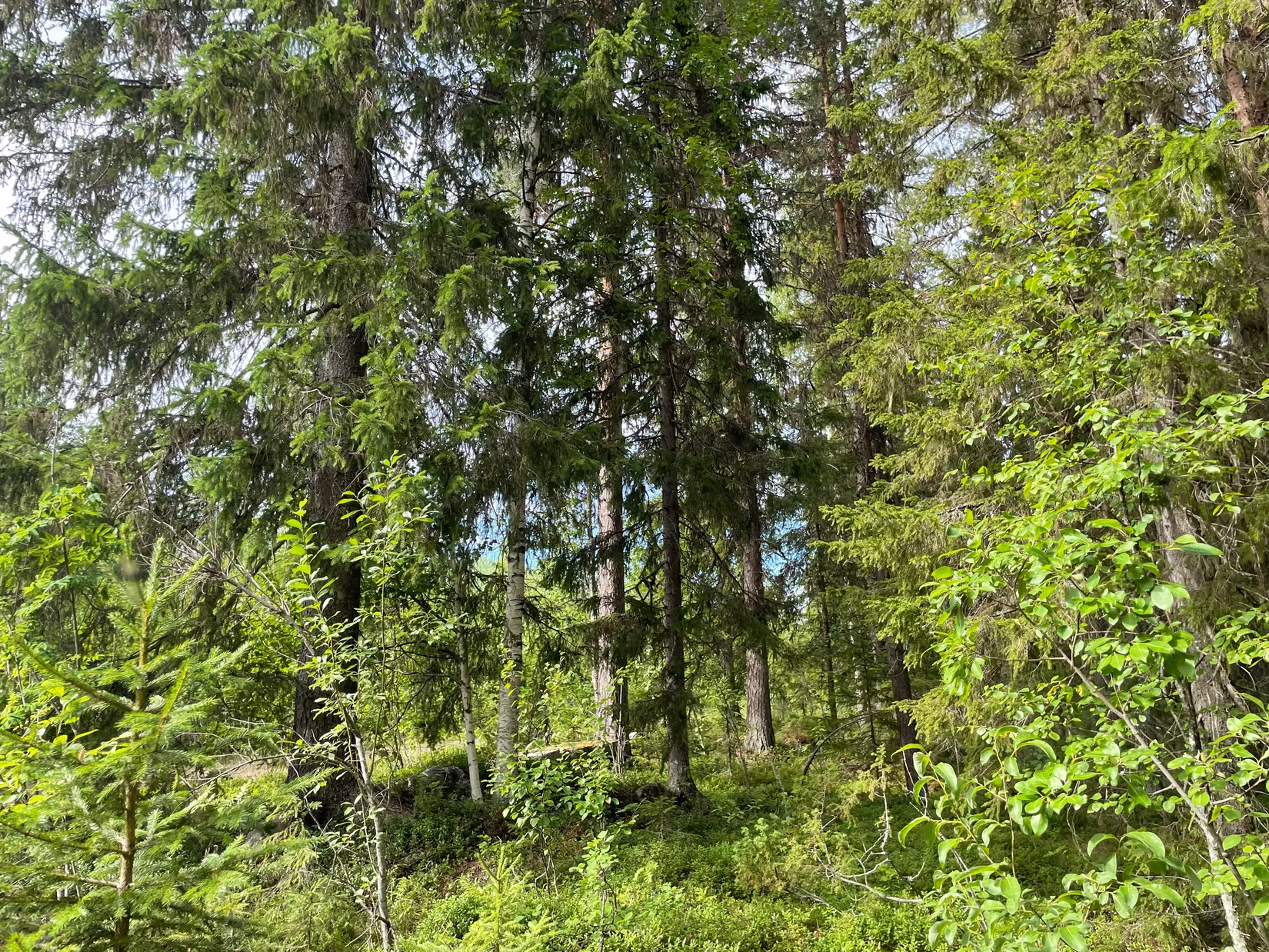 Gård/Skog, Rantajärvi 303, Övertorneå