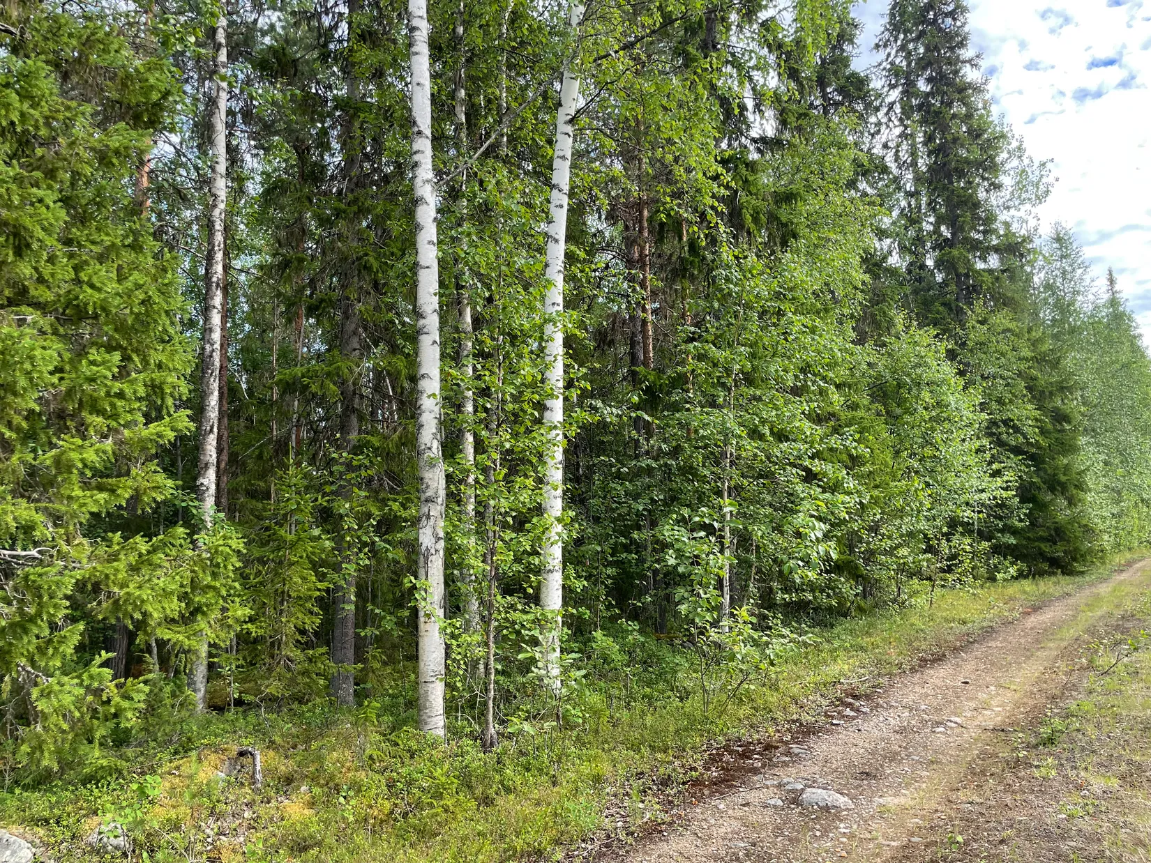 Gård/Skog, Rantajärvi 303, Övertorneå