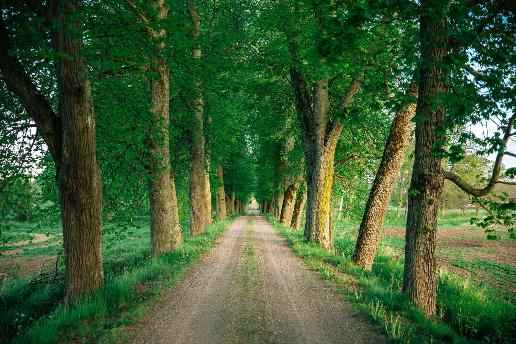 Gård/Skog, Börstorp slott, Mariestad