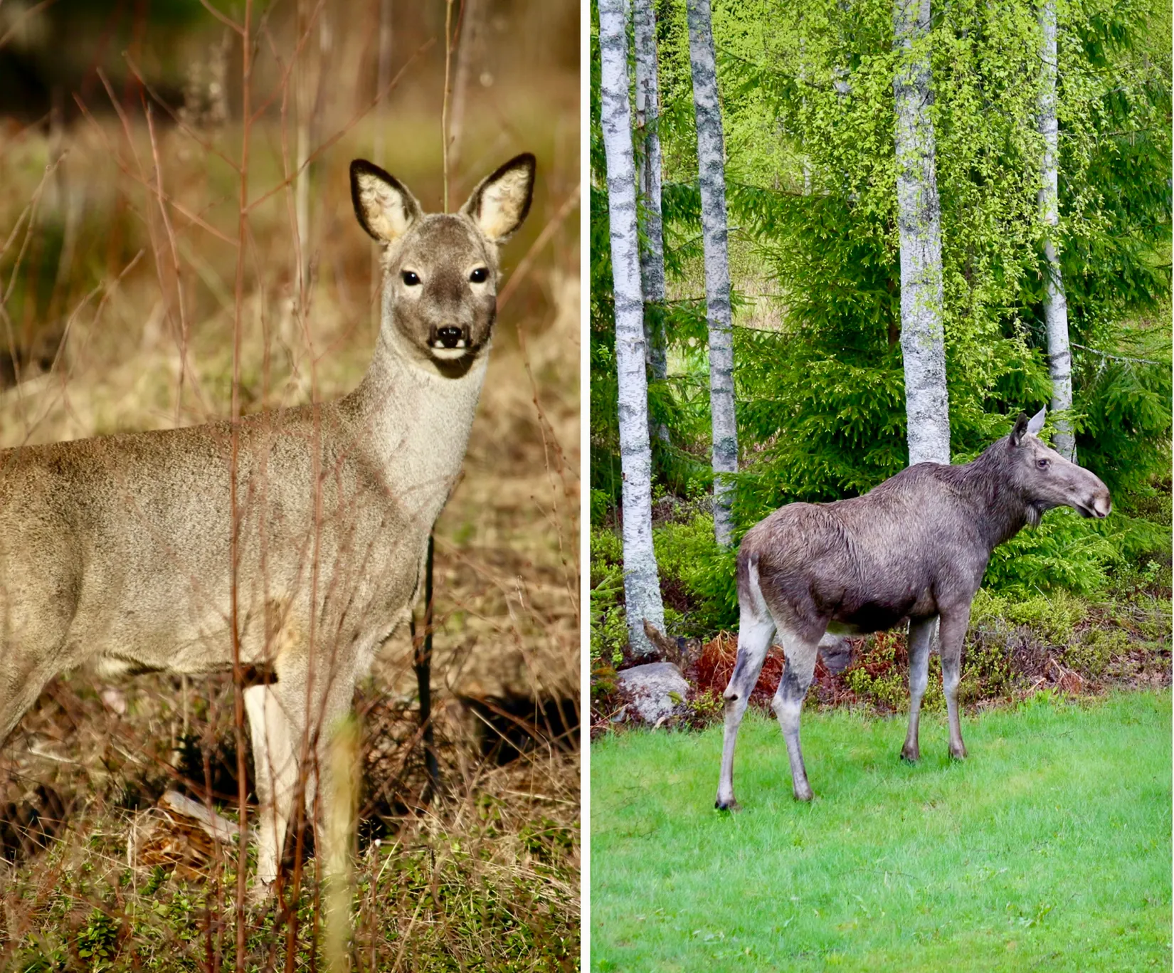 Fritidshus, Boviksvägen 2, Fåsjön, Nora