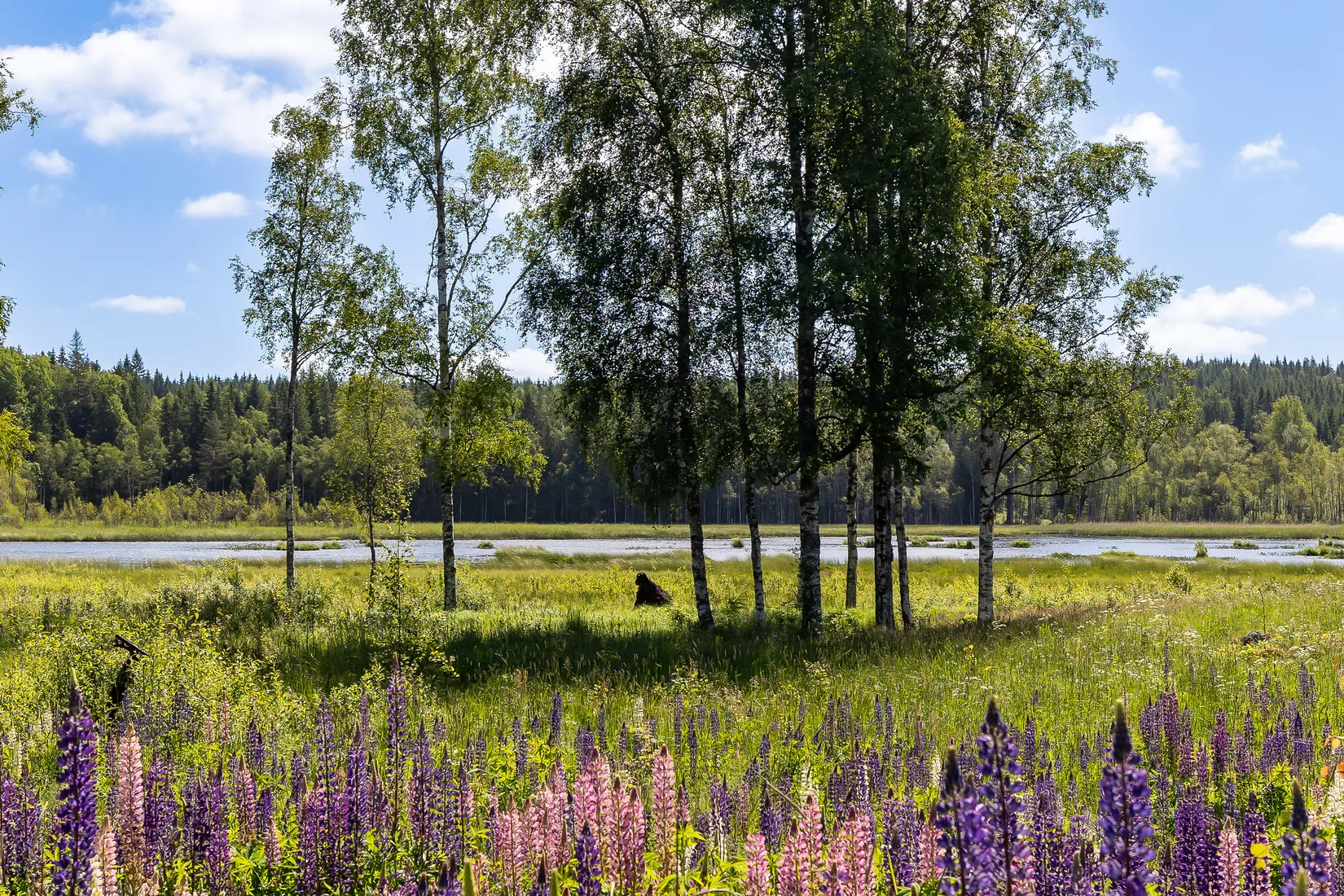 Gård/Skog, Botjärnen 6, Bjurtjärn, Storfors