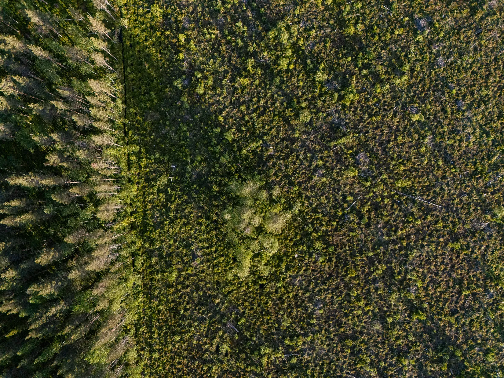 Gård/Skog, Västra högkulla 1:20 och 1:24, Västra Högkulla, Norsjö
