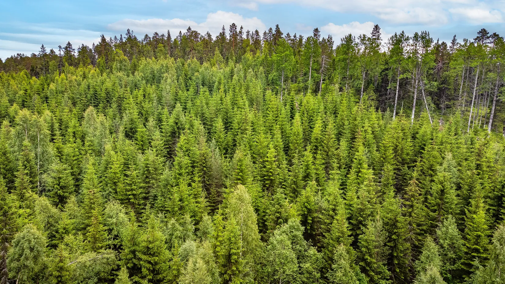 Gård/Skog, Bölen 558, Ramvik, Härnösand