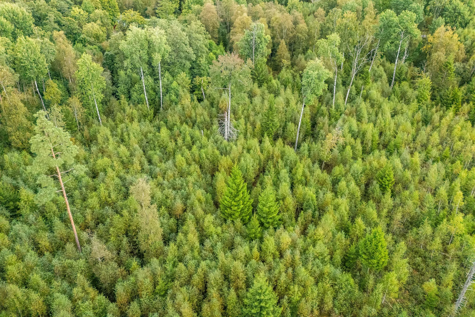 Gård/Skog, Hjortholmen 5178, Vittsjö, Hässleholm