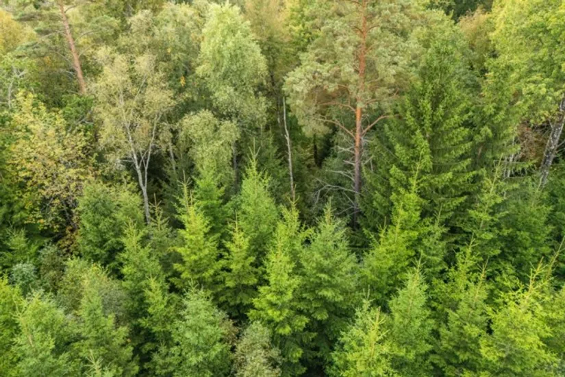 Gård/Skog, Hjortholmen 5178, Vittsjö, Hässleholm