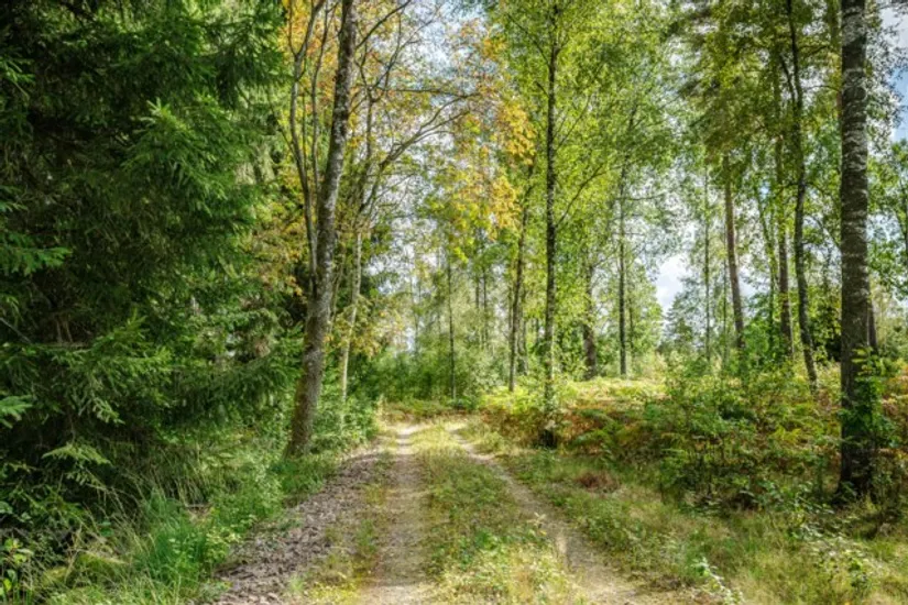 Gård/Skog, Hjortholmen 5178, Vittsjö, Hässleholm