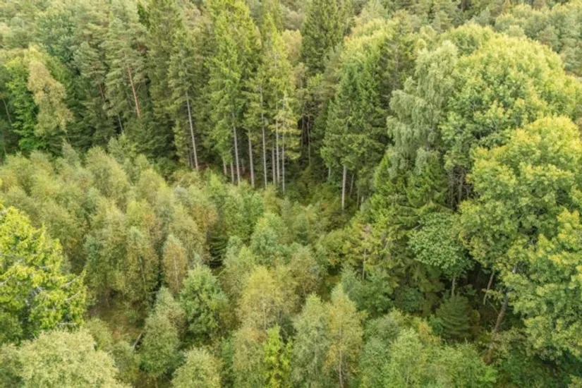 Gård/Skog, Hjortholmen 5178, Vittsjö, Hässleholm