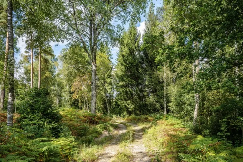 Gård/Skog, Hjortholmen 5178, Vittsjö, Hässleholm