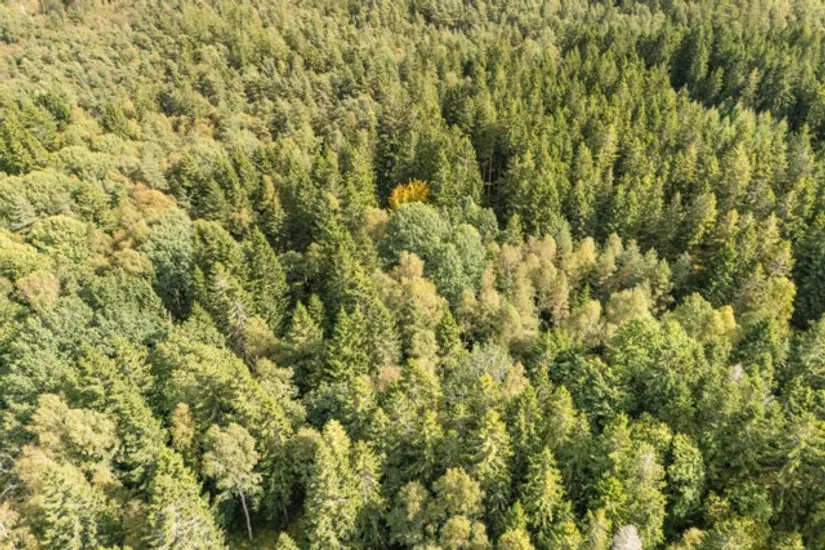 Gård/Skog, Hjortholmen 5178, Vittsjö, Hässleholm