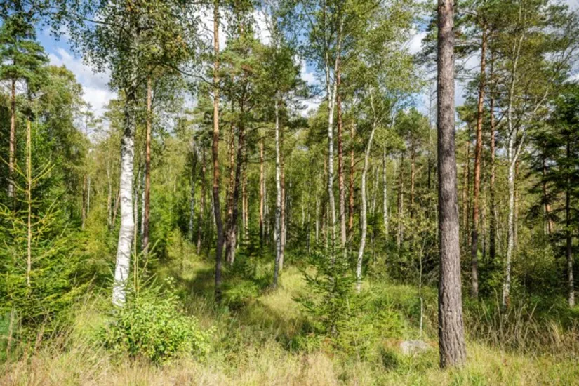 Gård/Skog, Hjortholmen 5178, Vittsjö, Hässleholm