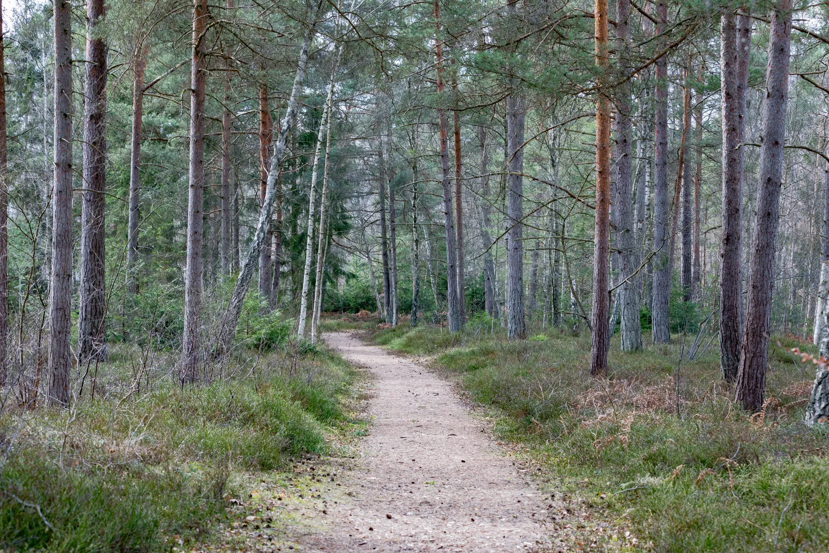 Gård/Skog, Trollebodavägen 16, Trolleboda, Ronneby