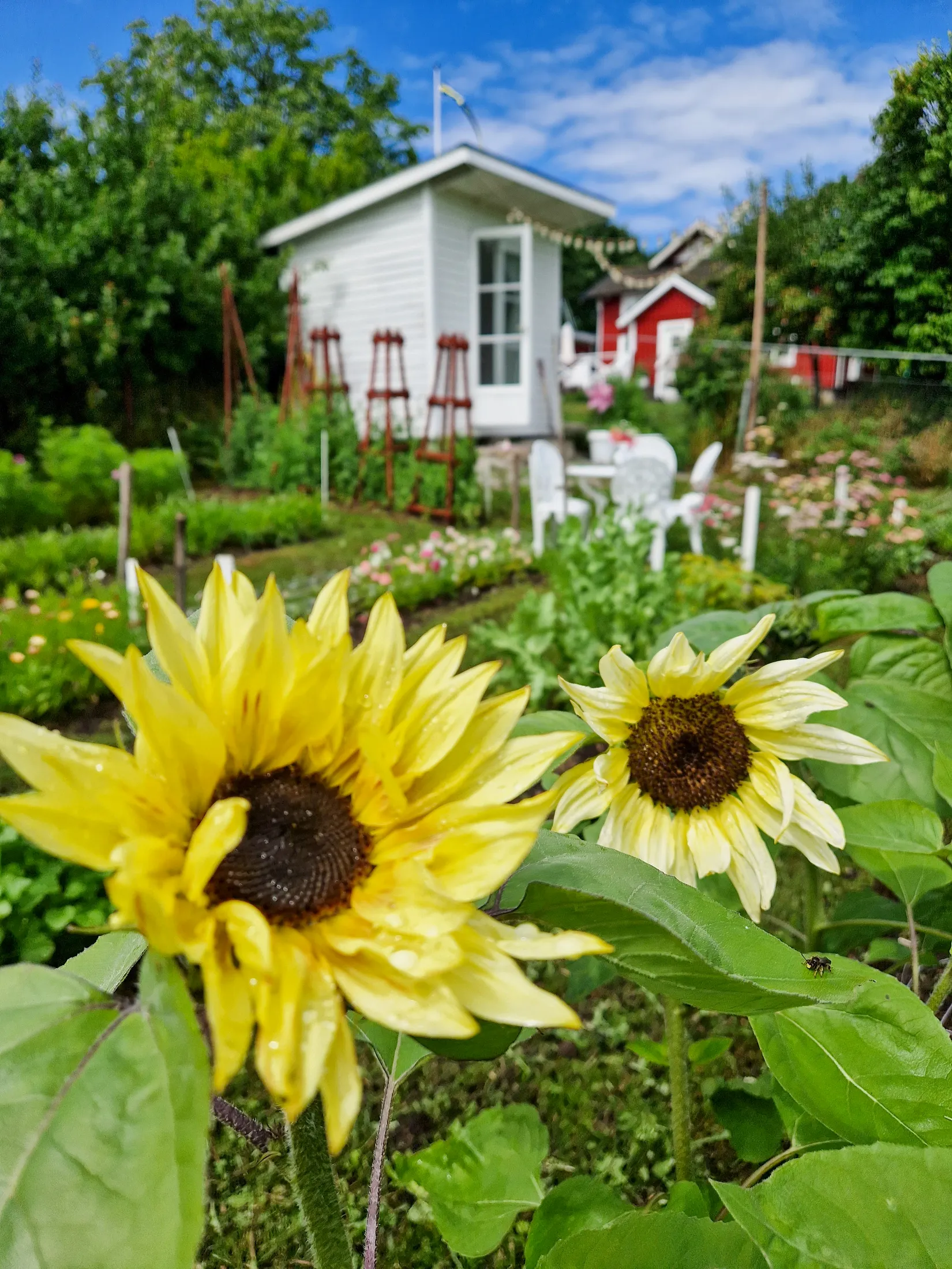 Gård/Skog, Trollebodavägen 16, Trolleboda, Ronneby