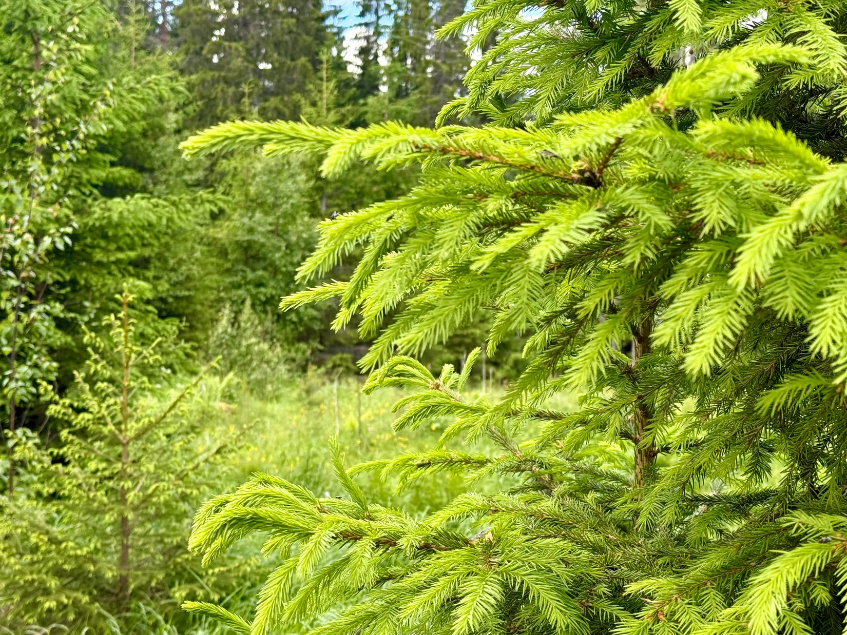 Gård/Skog, Obebyggd skogsfastighet i Bada, Torsby