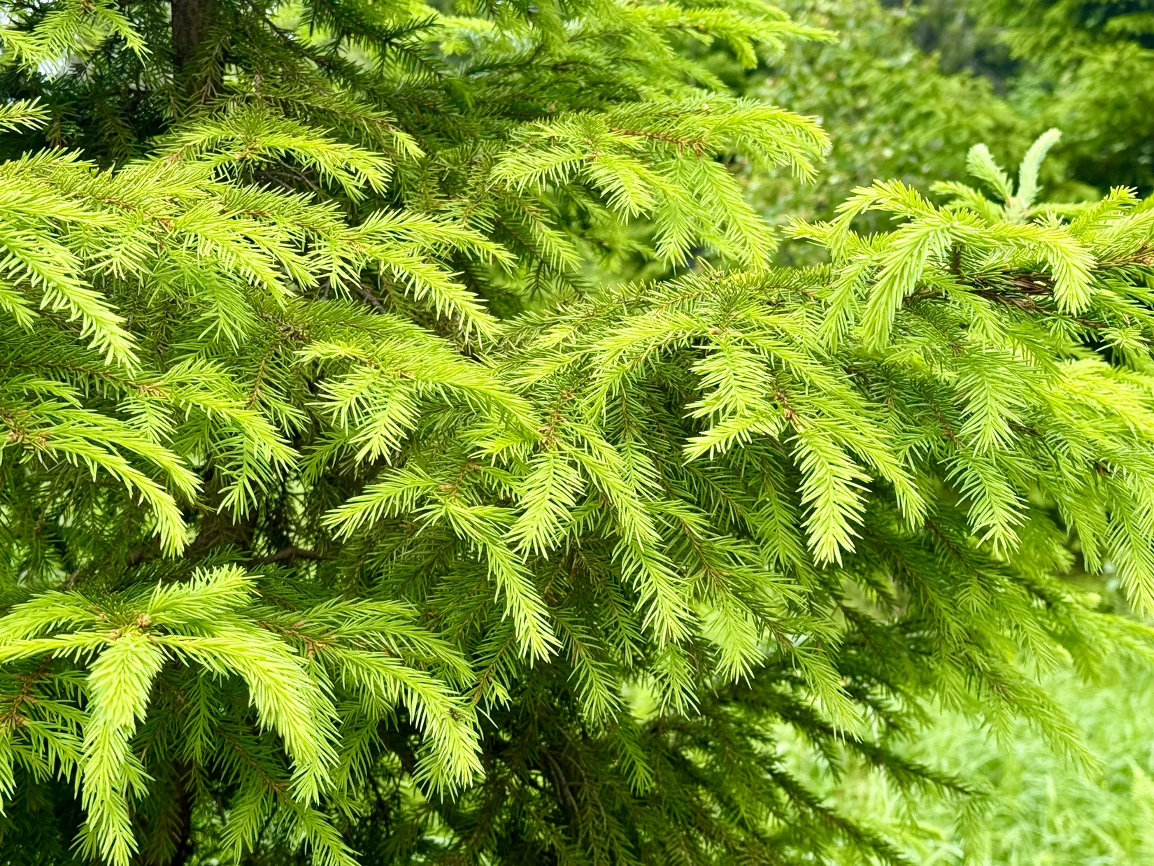 Gård/Skog, Obebyggd skogsfastighet i Bada, Torsby