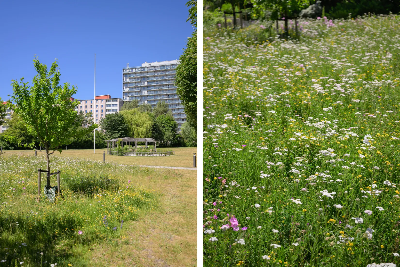 Bostadsrätt, Falkmansgatan 7B, Lorensborg, Malmö