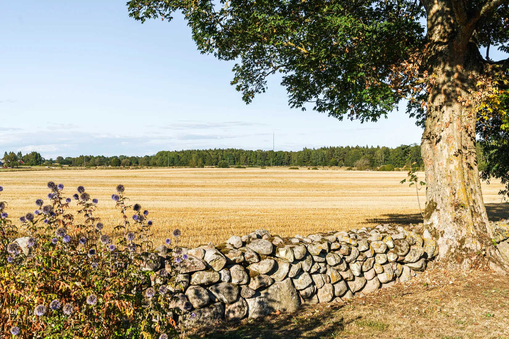 Gård/Skog, Backagårdsvägen 15, Träne, Kristianstad
