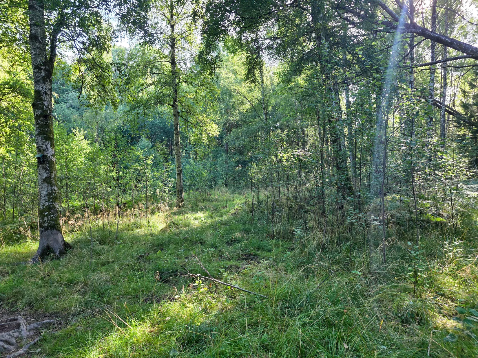 Tomt, Dalslingans väg 24, Östra Kullavik, Kungsbacka