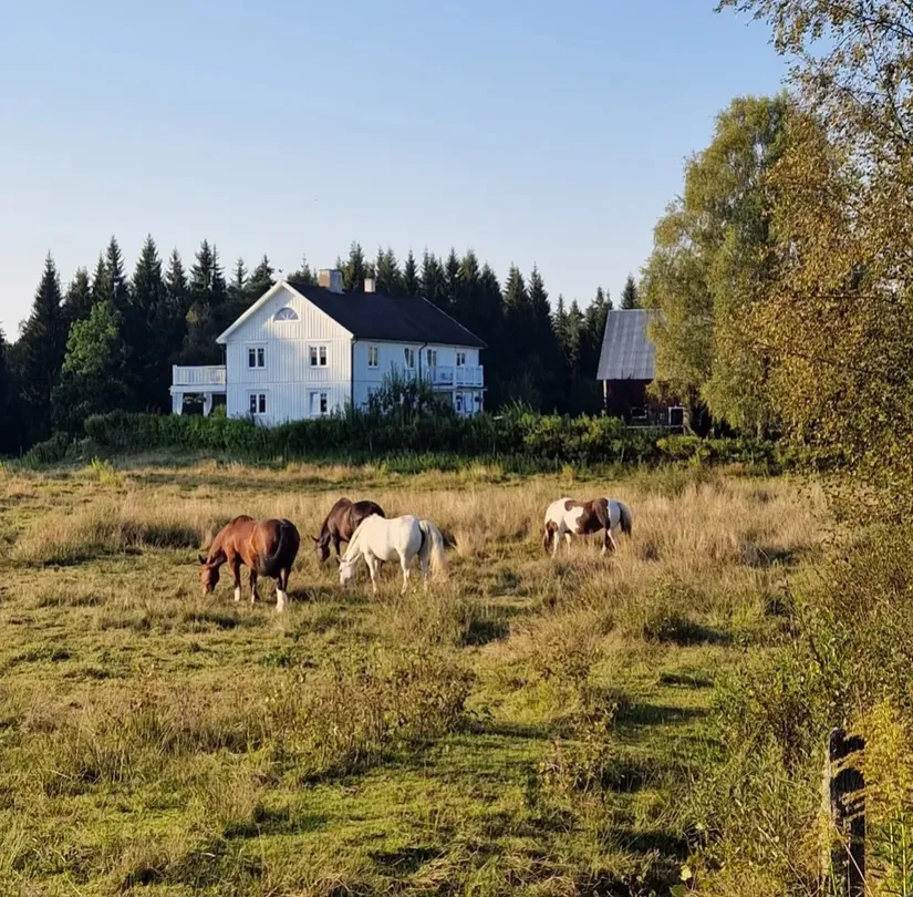 Gård/Skog, Torp Höhället 1, Torp, Värnamo