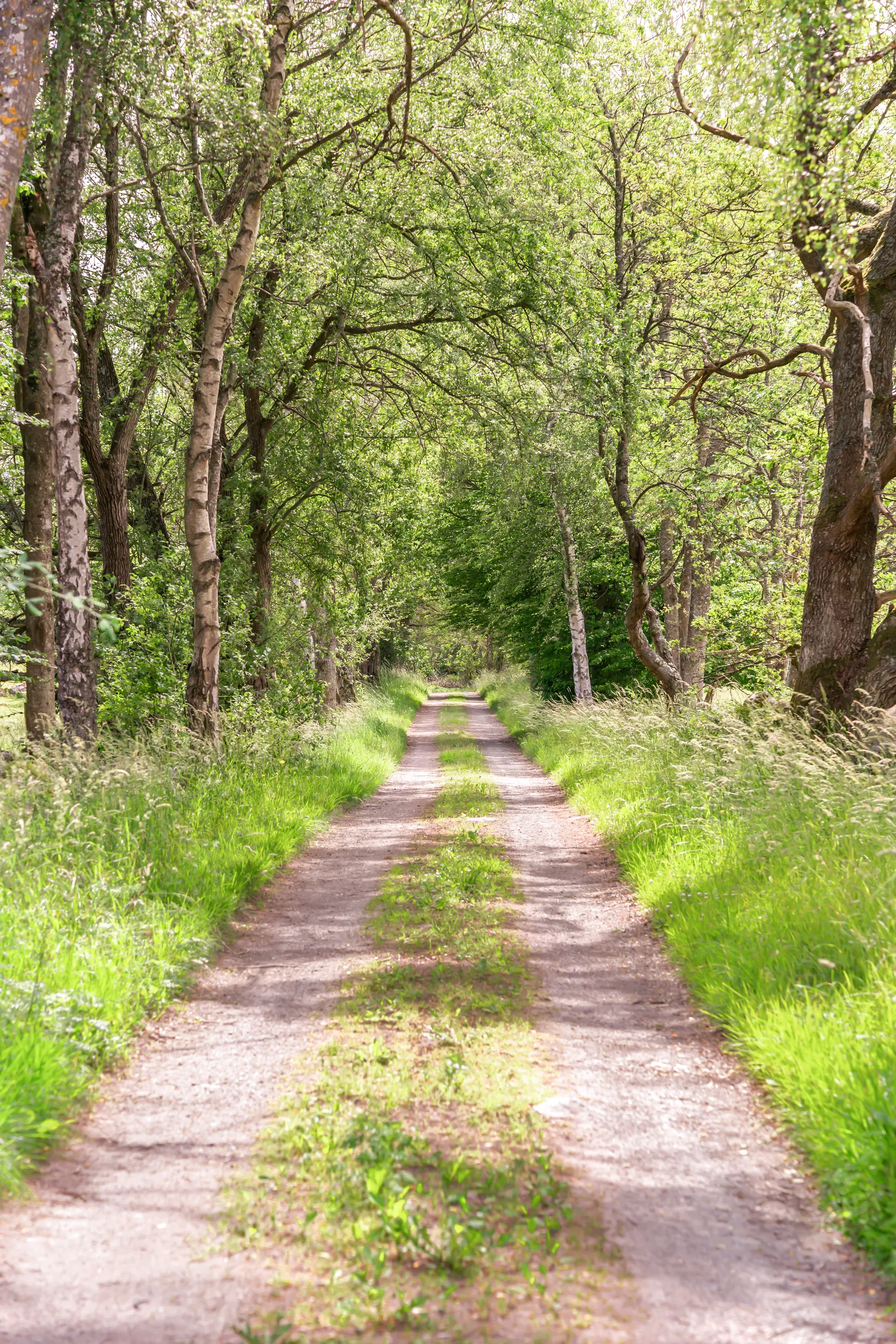 Gård/Skog, Salskogsvägen 106, Kristianstad