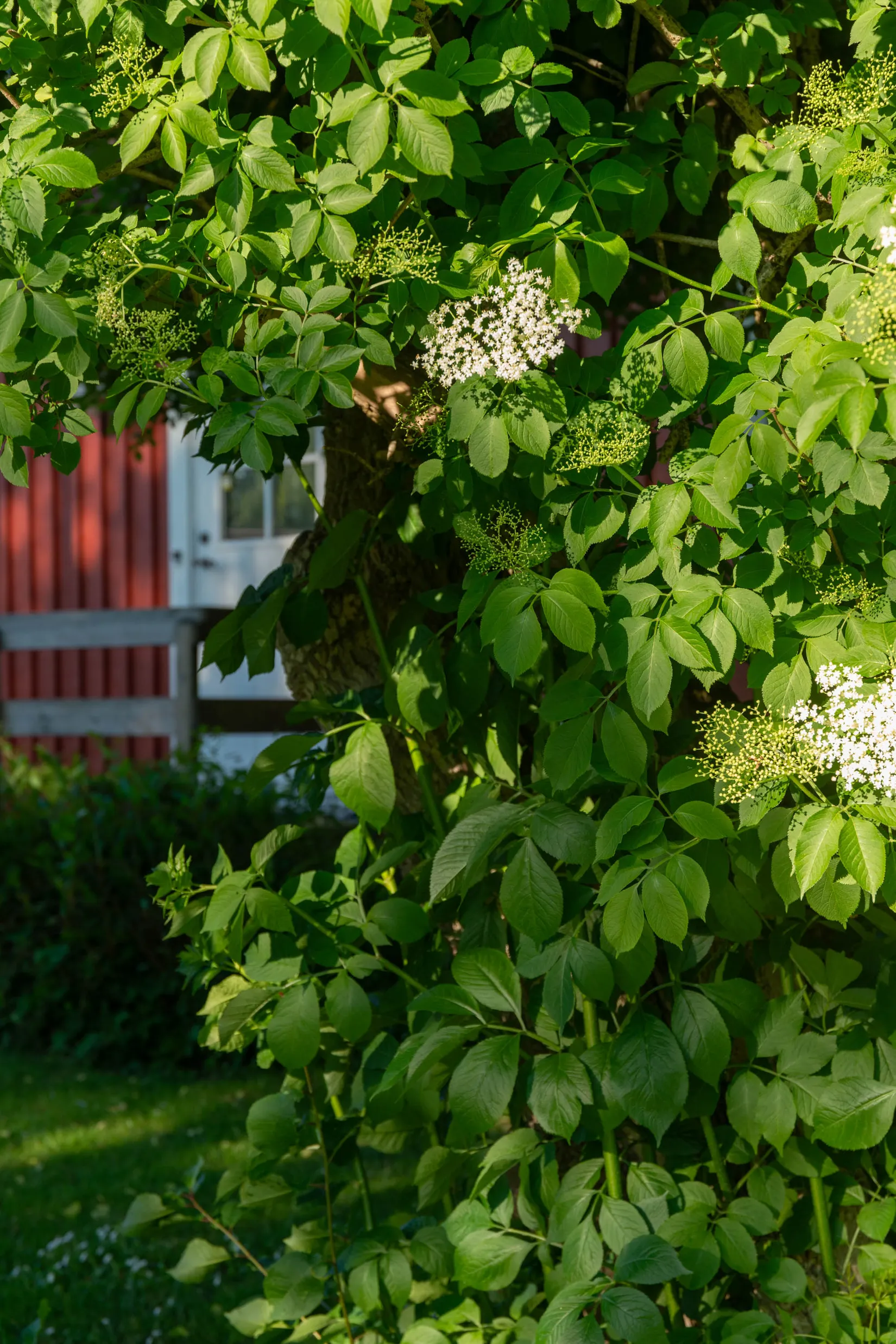 Villa, Forshall Östra Forsöle 1, Forshall, Grästorp