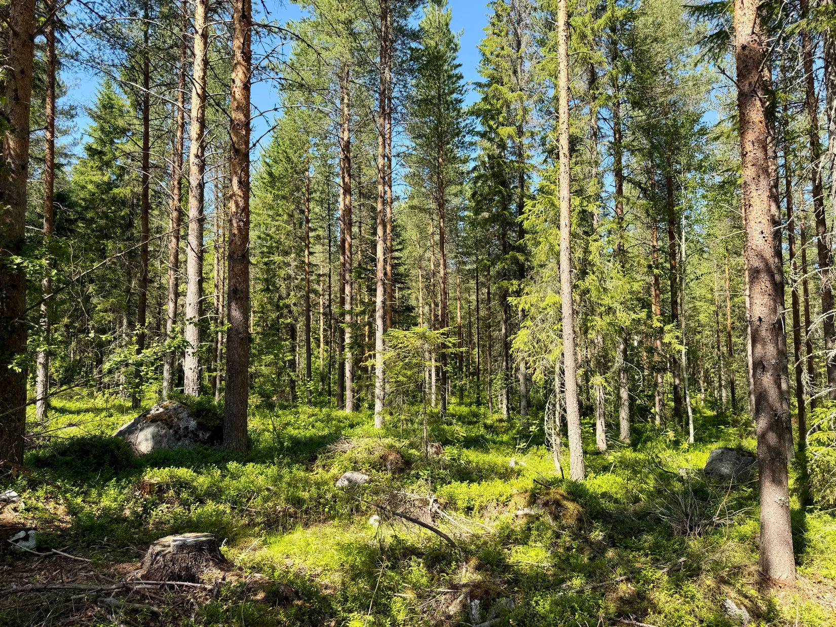 Gård/Skog, Bölesvik 1, hjoggböle, Skellefteå