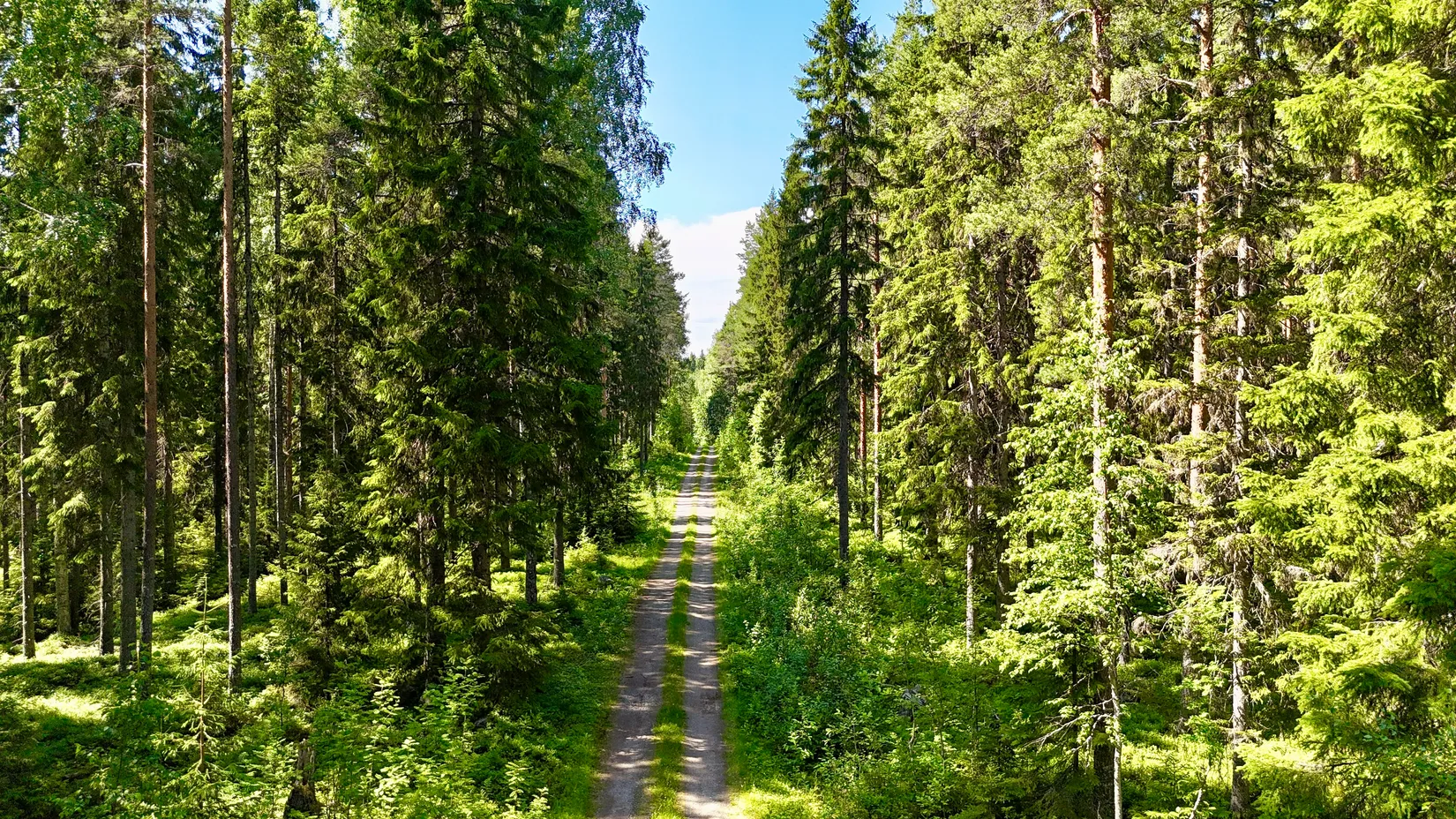 Gård/Skog, Bölesvik 1, hjoggböle, Skellefteå