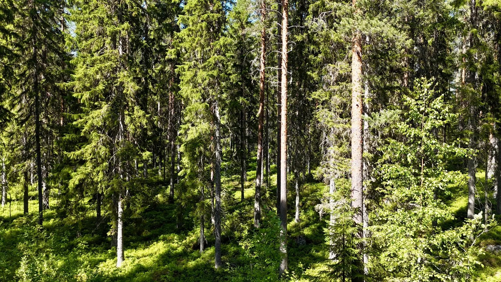Gård/Skog, Bölesvik 1, hjoggböle, Skellefteå