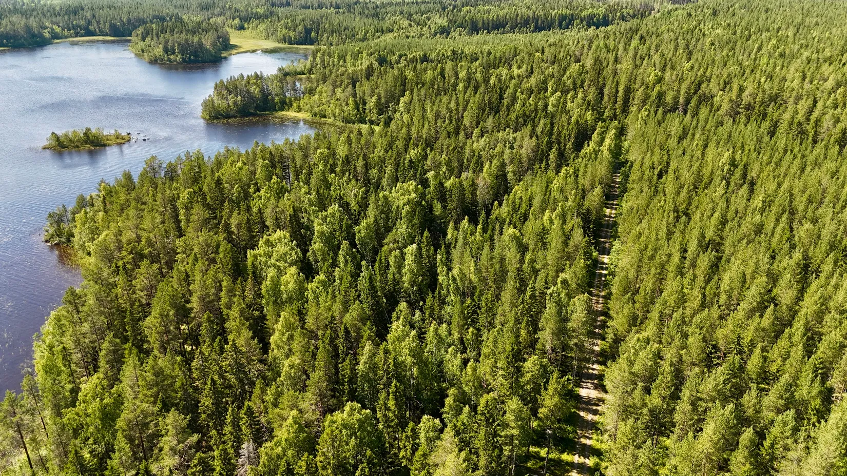 Gård/Skog, Bölesvik 1, hjoggböle, Skellefteå