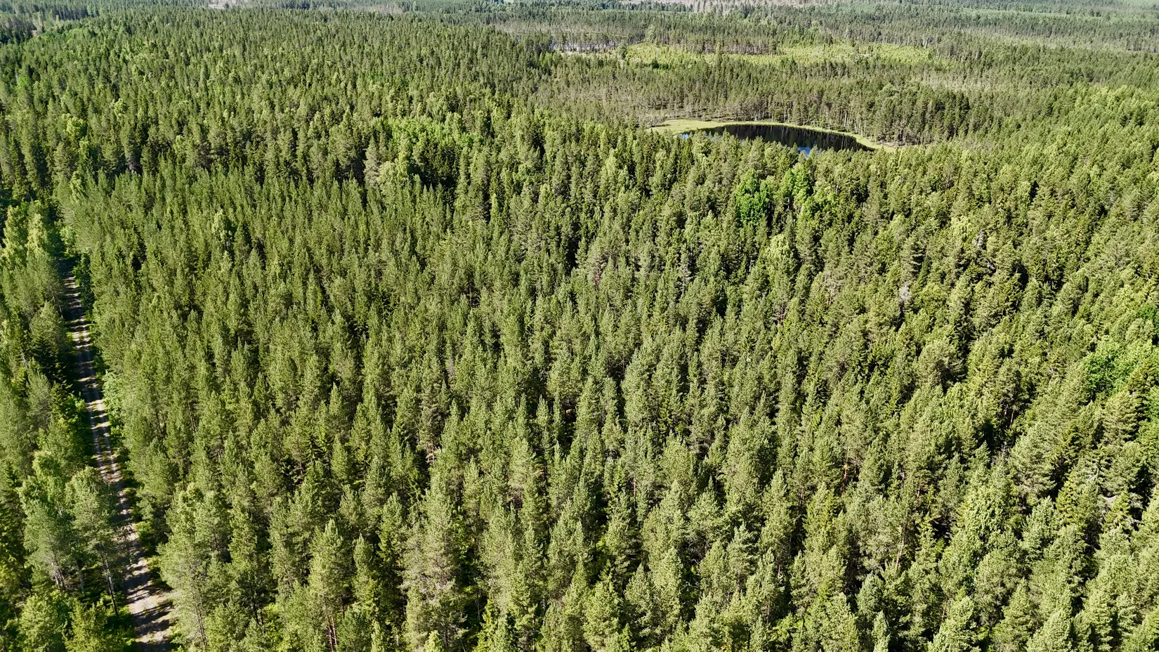 Gård/Skog, Bölesvik 1, hjoggböle, Skellefteå
