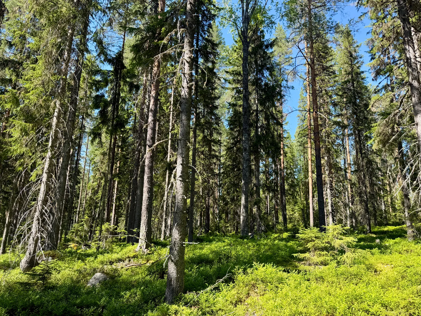 Gård/Skog, Bölesvik 1, hjoggböle, Skellefteå