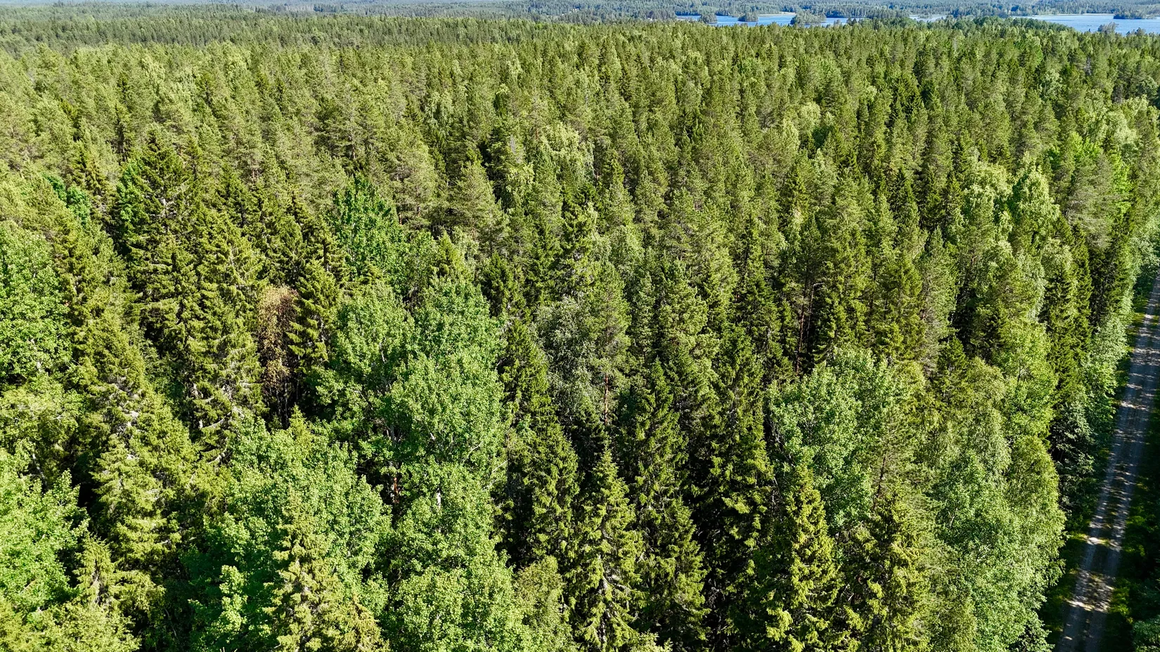 Gård/Skog, Bölesvik 1, hjoggböle, Skellefteå