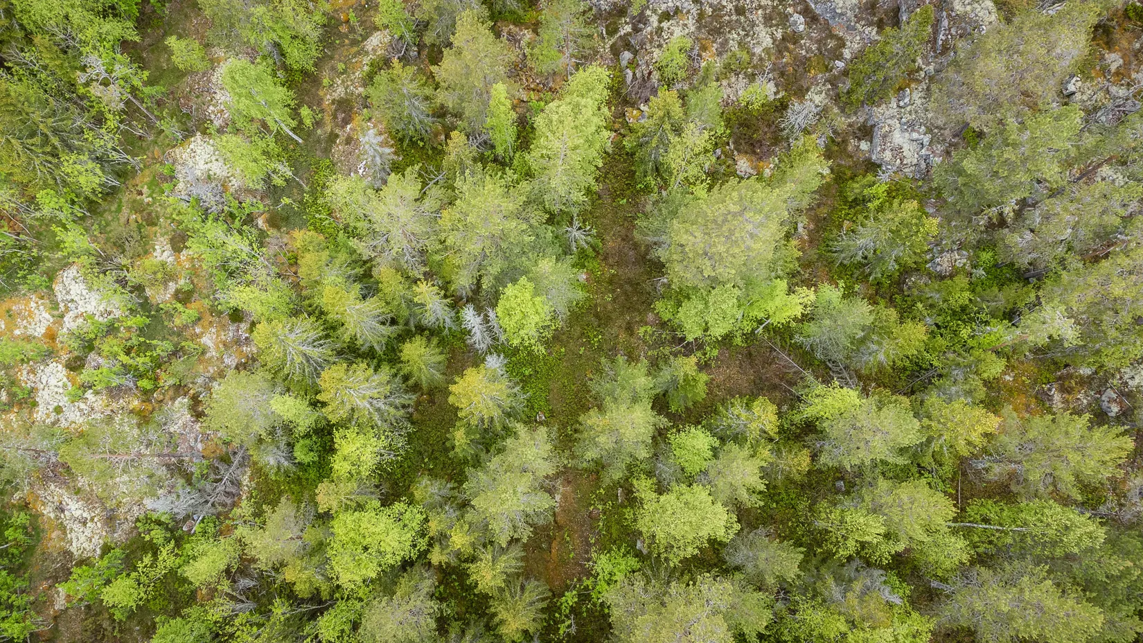 Gård/Skog, KRAMFORS HERRSKOG 4:61, Herrskog, Kramfors
