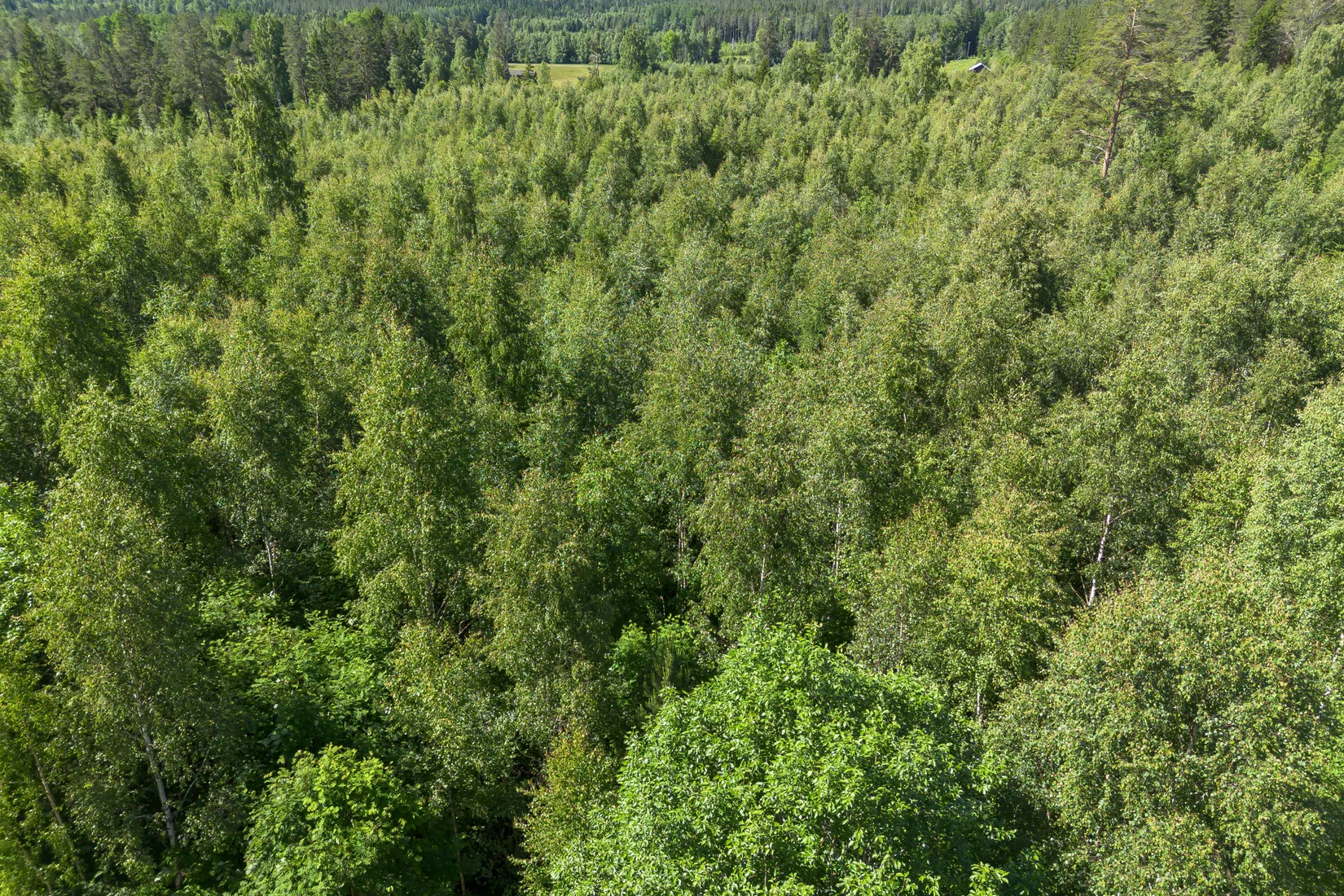 Gård/Skog, Krattevägen 3, Hofors