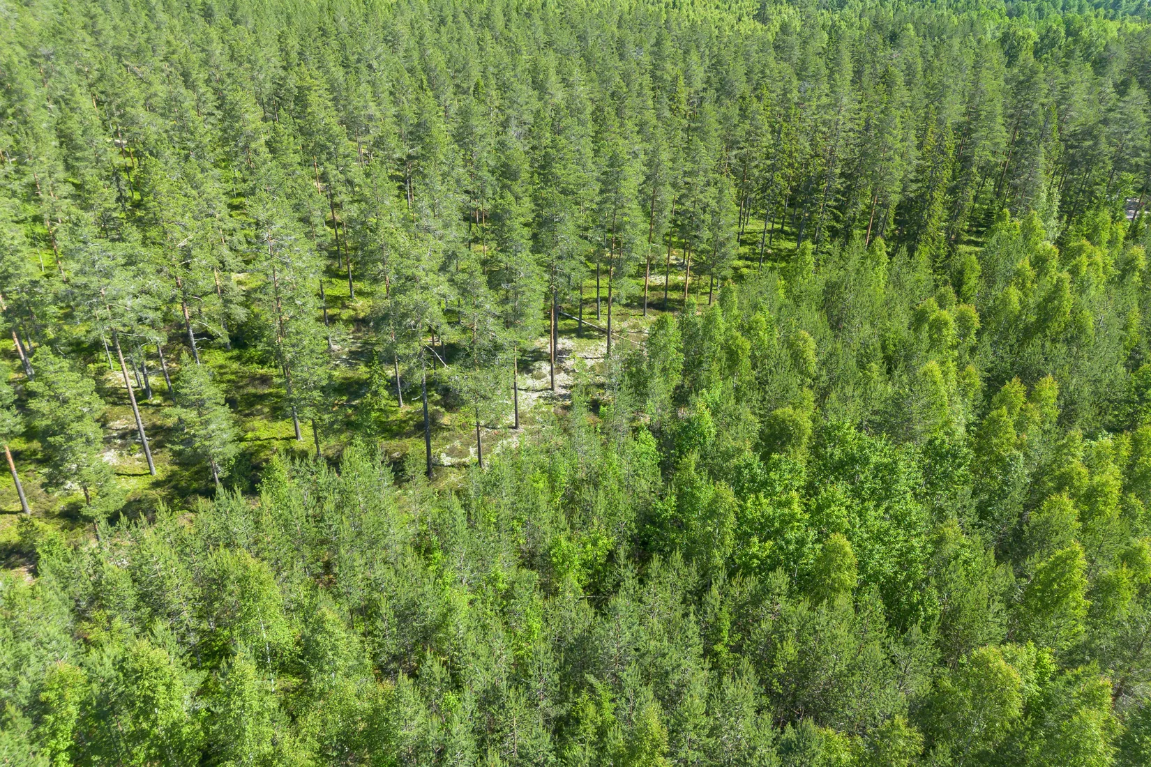 Gård/Skog, Krattevägen 3, Hofors