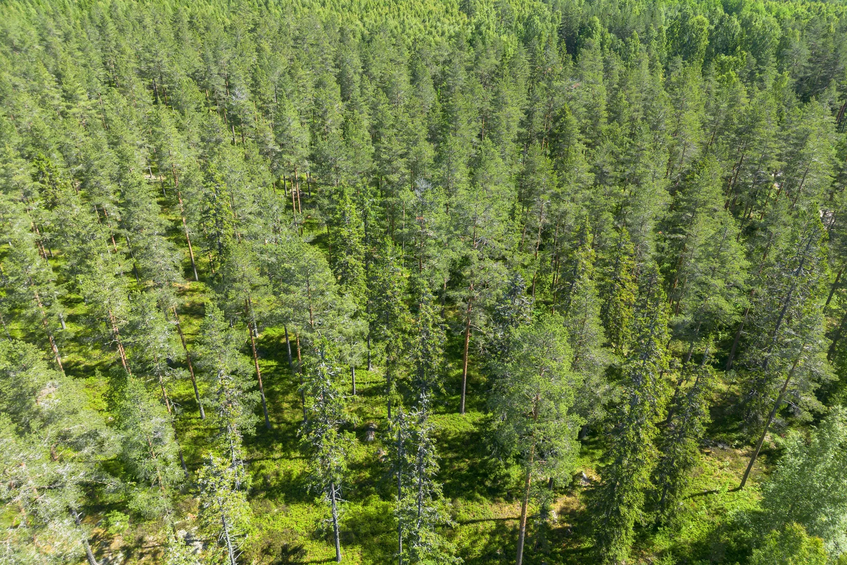 Gård/Skog, Krattevägen 3, Hofors
