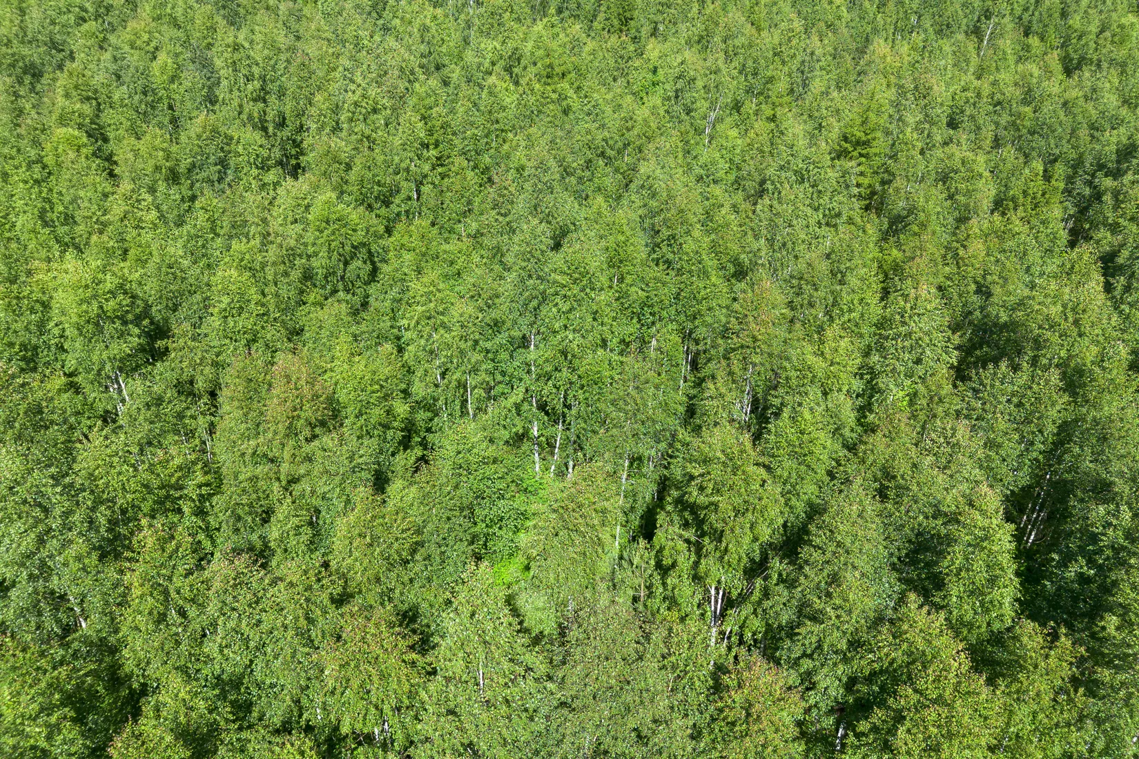 Gård/Skog, Krattevägen 3, Hofors
