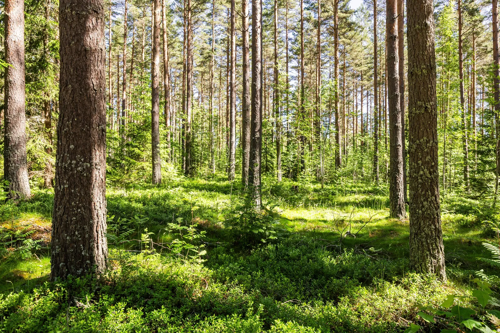 Gård/Skog, Krattevägen 3, Hofors