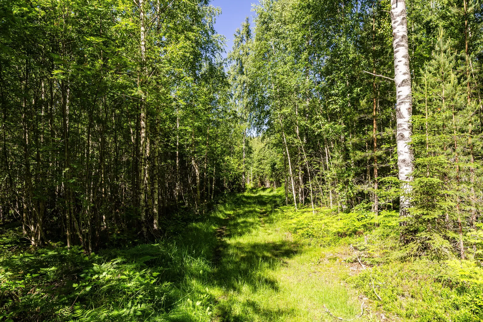 Gård/Skog, Krattevägen 3, Hofors