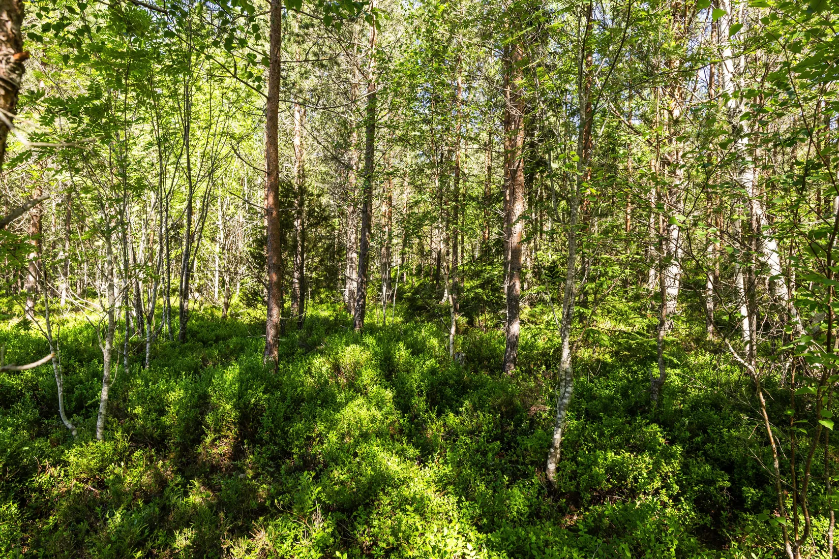 Gård/Skog, Krattevägen 3, Hofors